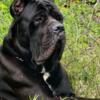 Cane corso male stud