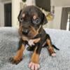 Catahoula leopard puppies for sale