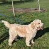 Rehoming 3yo Female Goldendoodle