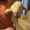 2 Rabbits with complete setup up