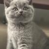 British Shorthair Blue Female