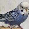 English Budgie Singes and pairs / One Hagoromo Budgie Male Parakeet