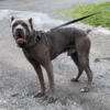 3 year old blue brindel cane corso male