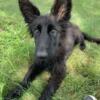 German Shepherd Long Coats - Puppies