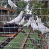 White Racing Pigeons Quality Bloodline 