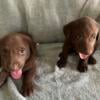 Lab Puppies (Full Blooded)