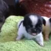 Pekingese Puppies Gorgeous