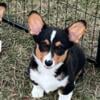 Beautiful male corgi puppy