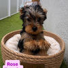 Yorkie puppies