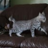 TICA Registered Bengal Kittens 