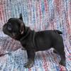 AKC Frenchie Puppies
