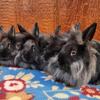 Black lionhead Babies
