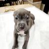 Pure blue noise pitbull puppy