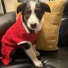 English shepherd puppy