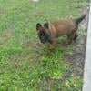 AKC Belgian Malinois puppies Forsale