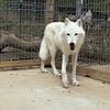 Extremely High-Content (95 Percent-Plus) Arctic Wolf-Dog Pups!