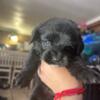 Yorkipoo puppies looking for homes