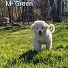 Great Pyrenees Livestock Guardian Puppies!