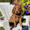 Red Mini Goldendoodle Puppy