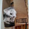 handsome silver adult male