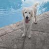 English Cream Golden Retriever puppies