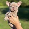 Reg Isabella New Shade Carmel   French Bulldog Stud Service