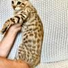 F2 Savannah kittens available