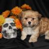 Female Morkie*PRICE REDUCED*AGAIN!