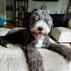 1 Year old Sheepadoodle