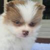 Pomeranian, Yorkshire Terriers, Chihuahuas, Poodles, Pomeranians, Malteses, French Bulldogs, Pugs