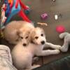 Great Pyrenees puppies