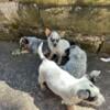 Australian Cattle Dog Puppies