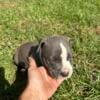 ABKC American bully puppies males and females 