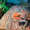 Hypo Red Bearded Dragon 6 months Healthy Good Eater