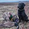 AKC Lab puppies (dad is trained hunting dog)