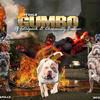 DUAL REGISTERED AMERICAN BULLY FOR STUD