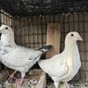 Pigeons