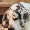 AKC Great Dane Puppies