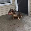 Bully female tri Merle 