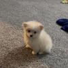 1 Pomeranian Pups Left!!!