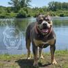 Stud for XL & Standard Females