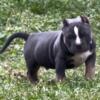 Abkc American Bully Male