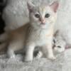 Full Breed Scottish kittens (