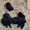 For sale Newfoundland puppies males