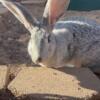 Two Female Flemish Giants 