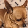 Male Chihuahua