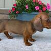 Dachshund puppies for sale
