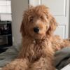 Male goldendoodle available