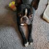 AKC Boston Terrier STUD