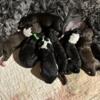 Portuguese Water Dog puppies- expected 12/31